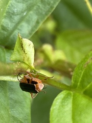 Cantharis nigra