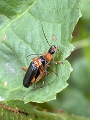 Cantharis nigra