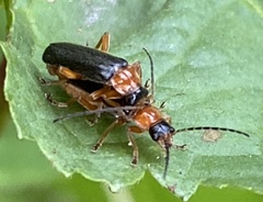 Cantharis nigra