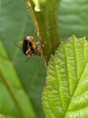 Cantharis nigra