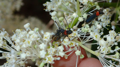 Callimoxys fuscipennis