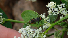 Callimoxys fuscipennis