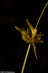 Cyperus pervillei