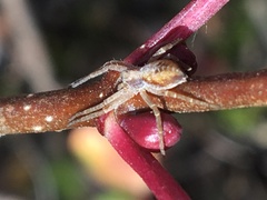 Philodromus rufus