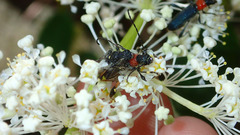 Callimoxys fuscipennis