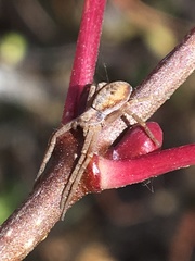 Philodromus rufus