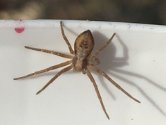 Philodromus rufus