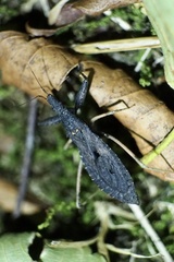 Oncocephalus breviscutum