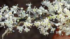 Callimoxys fuscipennis