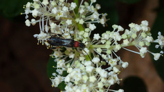 Callimoxys fuscipennis