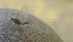 Leptohyphidae