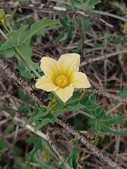 Coccinia sessilifolia sessilifolia