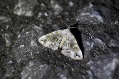 Sinarella c-album
