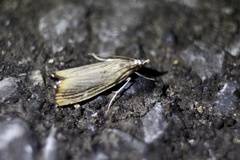 Flavocrambus striatellus
