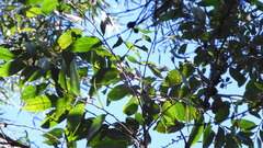 Glochidion acuminatum