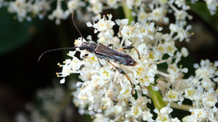 Callimoxys fuscipennis