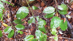 Ilex ficoidea