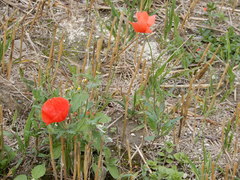 Papaver rhoeas