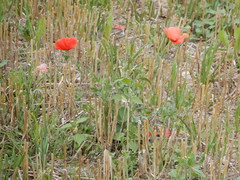 Papaver rhoeas