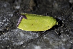 Earias pudicana