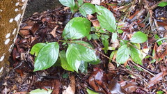 Achyranthes bidentata