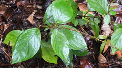 Achyranthes bidentata