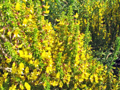 Aspalathus subtingens