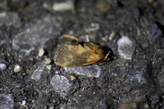 Microleon longipalpis