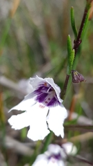 Prostanthera saxicola