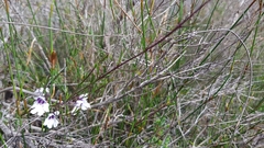Prostanthera saxicola