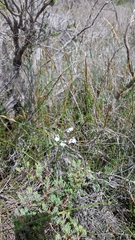 Prostanthera saxicola