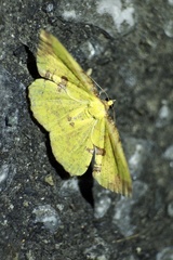 Corymica pryeri