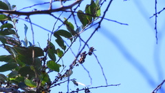 Glochidion acuminatum