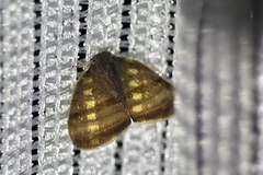 Ricania taeniata
