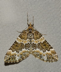 Electrophaes corylata