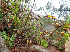 Myristica insipida