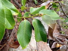 Myristica insipida