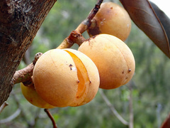 Myristica insipida