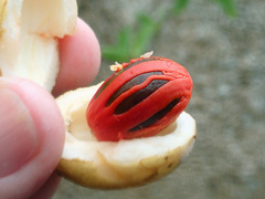 Myristica insipida