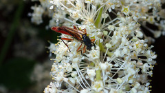 Neobellamira delicata