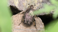 Protaetia famelica