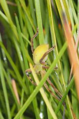 Neosparassus patellatus