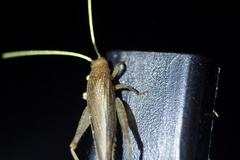 Aphonoides japonicus