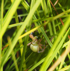 Neosparassus patellatus