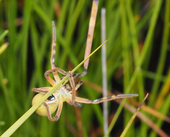 Neosparassus patellatus