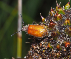 Metriolagria affinis