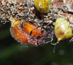 Metriolagria affinis