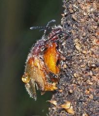 Metriolagria affinis