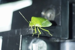 Glaucias subpunctatus