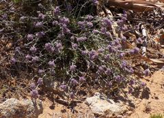 Teucrium capitatum majoricum